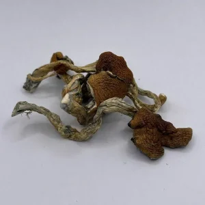 A cluster of dried mushrooms with long stems and wrinkled, uneven caps is arranged on a plain white surface. The mushrooms are a mix of brown and beige hues.