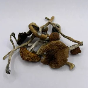 A small pile of dried mushrooms with long stems and curled caps lies against a plain background. The mushrooms have a mix of brown and off-white colors, showcasing their wrinkled textures.