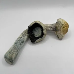 Two dried mushrooms with long, twisted stems and dark, hollow caps are placed on a plain white surface. Their textures appear rough and slightly wrinkled, with a mix of earthy tones.