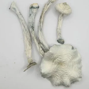 Four dried mushrooms with long stems and wrinkled caps are arranged on a plain white background.