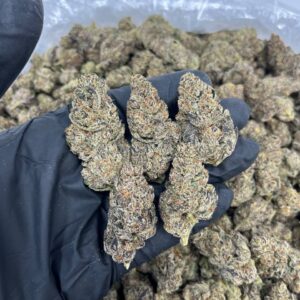 Cookie Driver Strain for sale